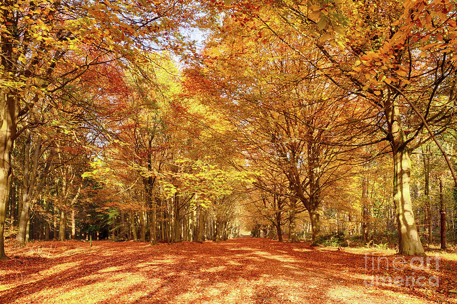 Norfolks great autumn forest trees Photograph by Simon Bratt