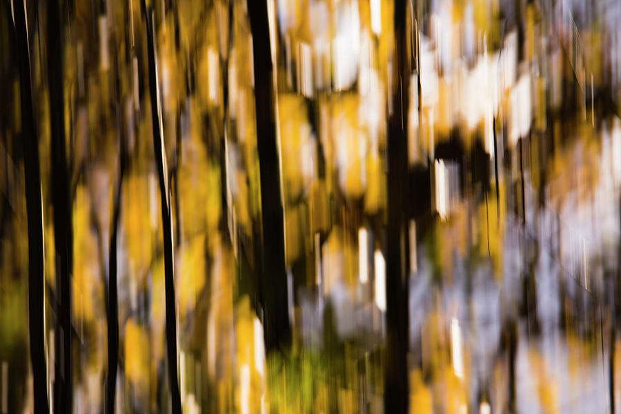 Autumn Forest by Yulia Kazansky Autumn Forest by Yulia Kazansky