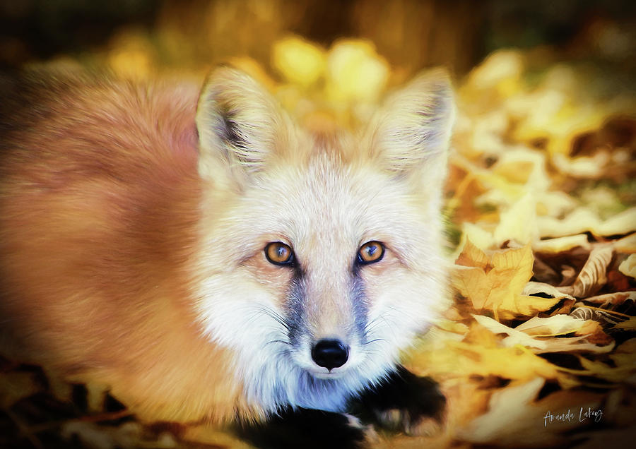 Wildlife Mixed Media - Autumn Fox by Amanda Jane