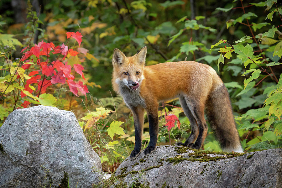 Autumn Fox Photograph by Colin Chase