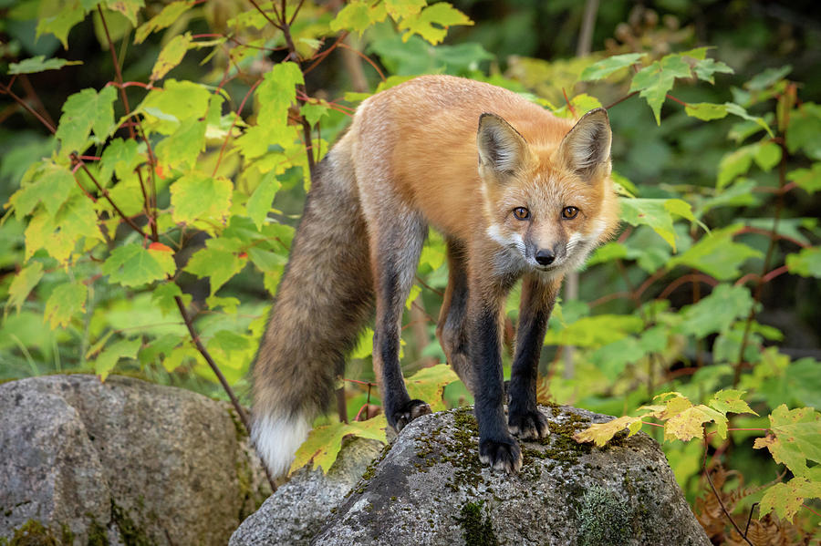 Autumn Fox II Photograph by Colin Chase