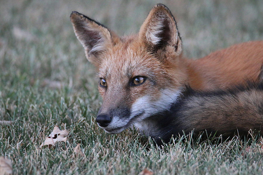 Autumn Fox Portrait Photograph by Living Color Photography Lorraine Lynch