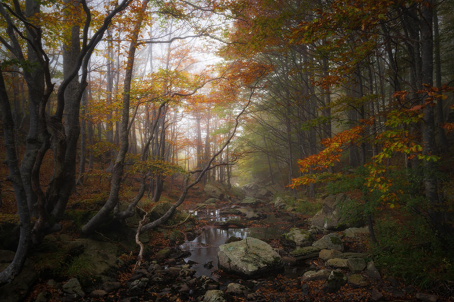 Autumn Photograph by Francesco Tavani
