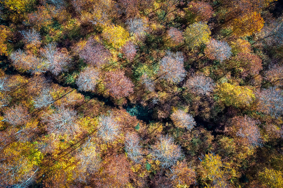 Tree Photograph - Autumn From Top by Piet Haaksma