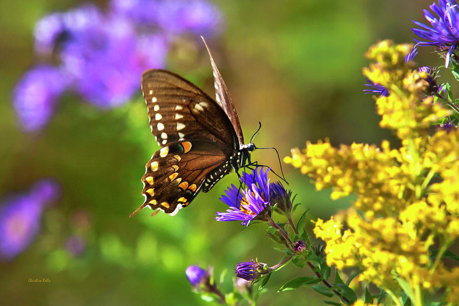 Autumn Garden Butterfly Photograph by Christina Rollo