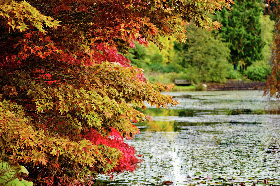 Fall Photograph - Autumn Glory by the Pond by Maria Janicki