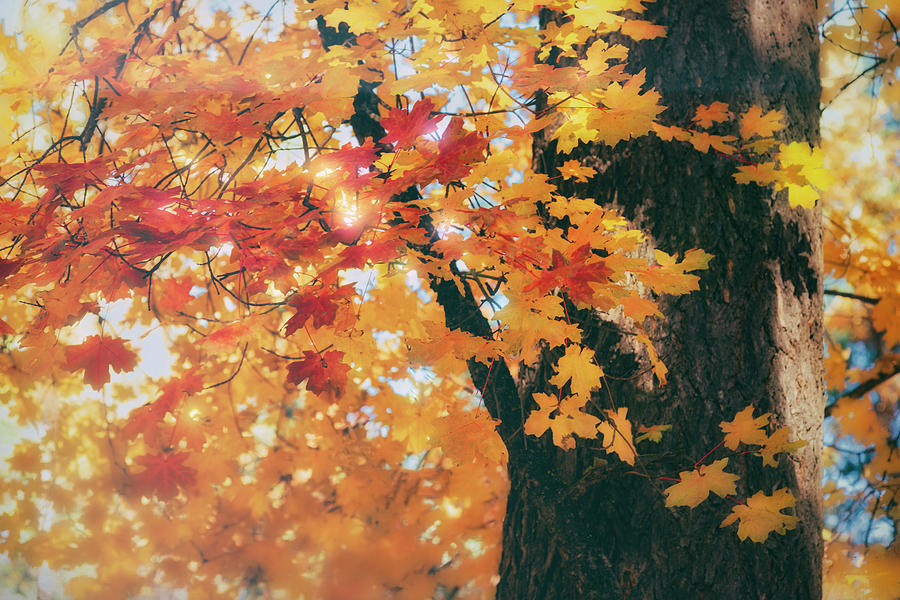 Autumn Glory  Photograph by Saija Lehtonen