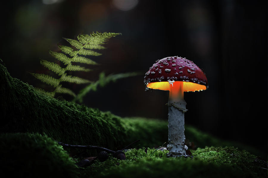 AUtumn glow - mushroom light painting Photograph by Dirk Ercken