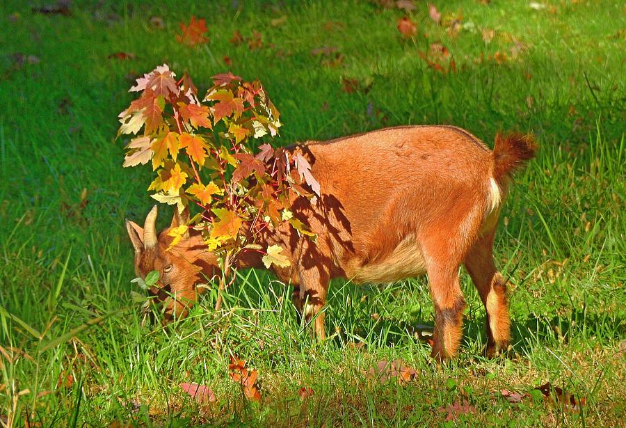 Autumn Goat Photograph by Carmen Macuga - Fine Art America