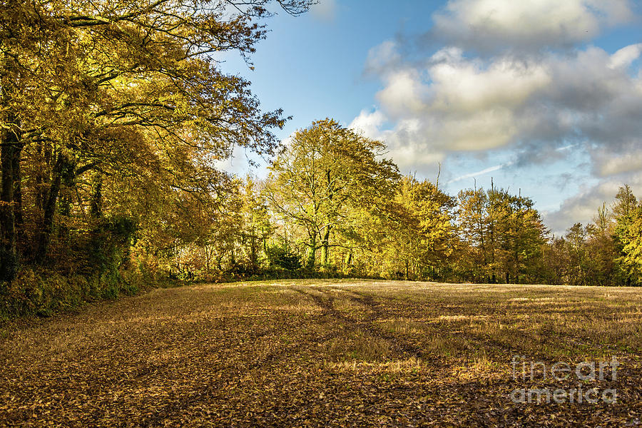 Autumn Gold by Brian Roscorla Autumn Gold by Brian Roscorla