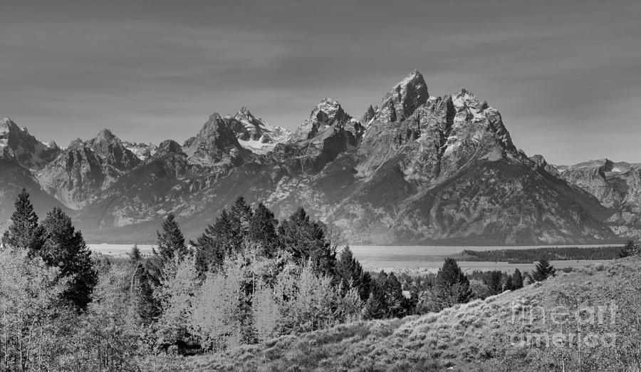Autumn Gold In The Tetons Black And White Photograph by Adam Jewell
