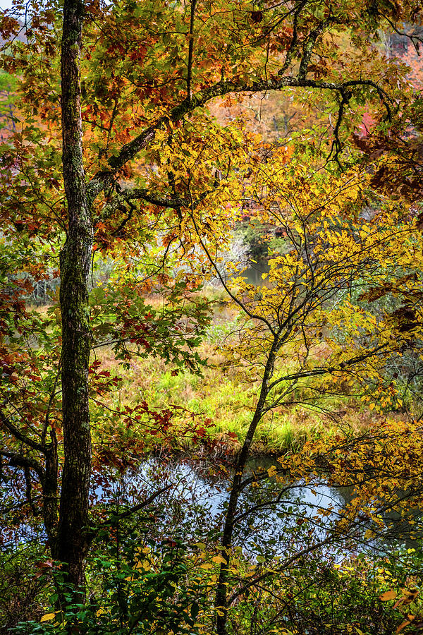 Autumn Gold Inspiration Photograph by Debra and Dave Vanderlaan