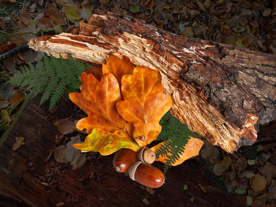 Autumn Gold Oak Leaves And Acorns Photograph by Gill Billington