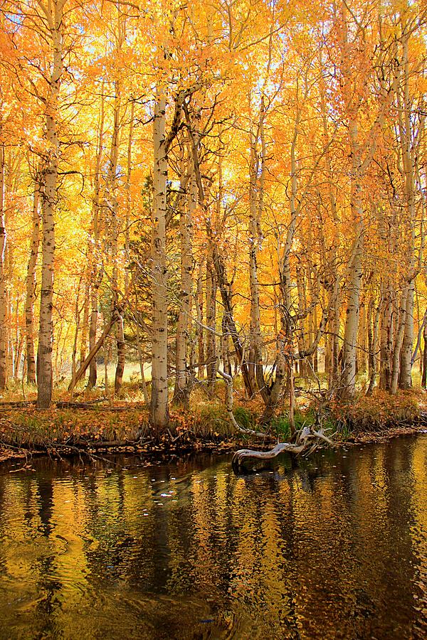 Autumn Gold Rush Photograph by Sean Sarsfield