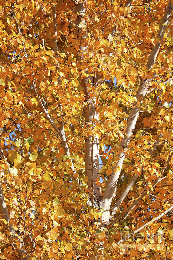 Autumn Golden Leaves Photograph by Carol Groenen