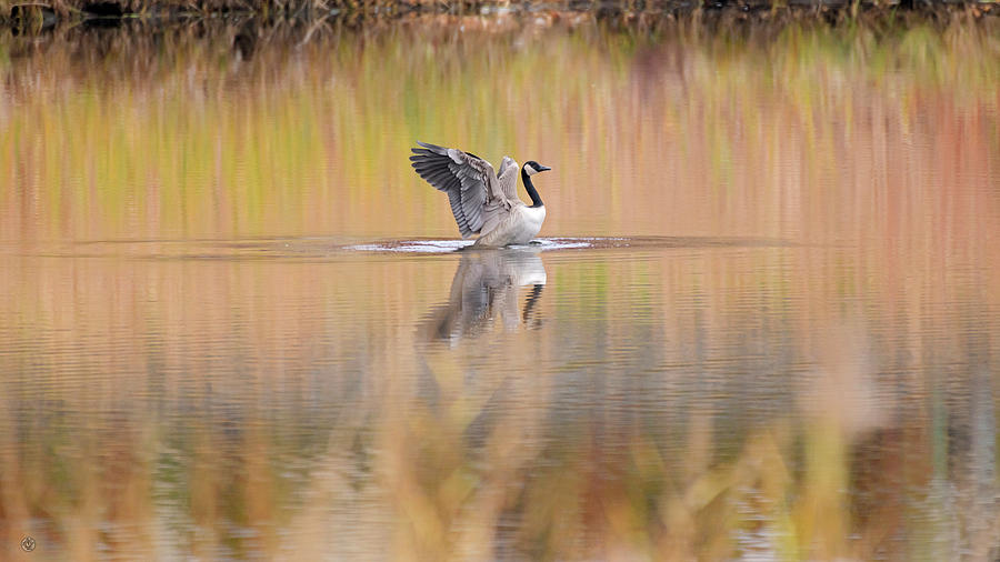 Autumn Goose Photograph by Andrew Zydell | Fine Art America