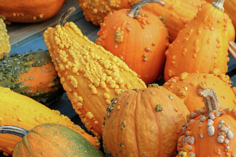 Autumn Gourds II Photograph by Mary Anne Delgado