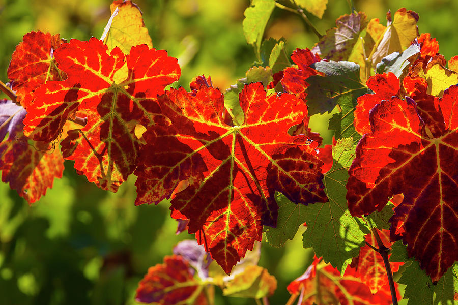 Autumn Grape Leaves Photograph by Garry Gay