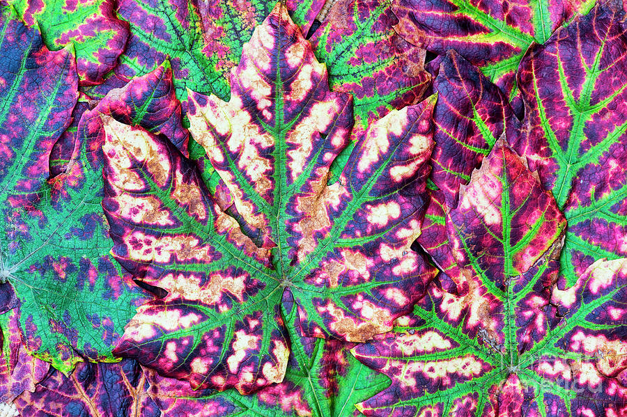 Autumn Grape Leaves Photograph by Tim Gainey