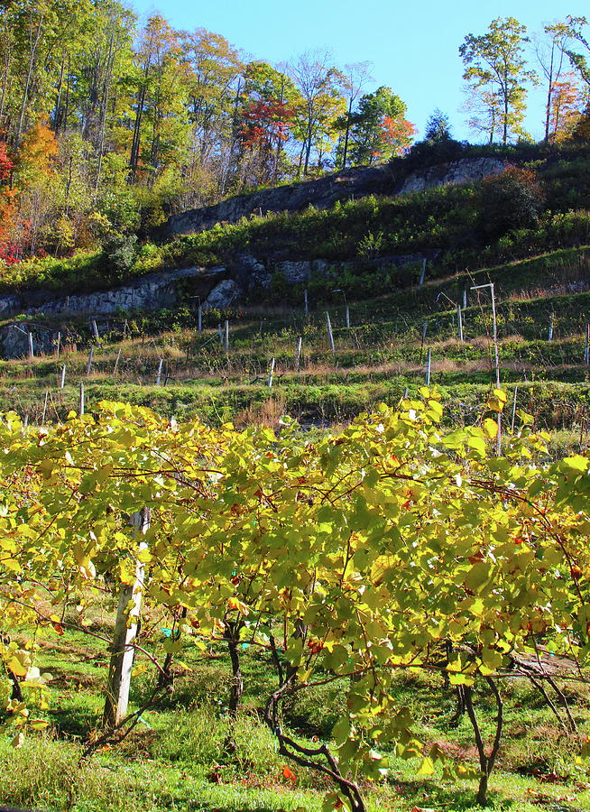 Tree Photograph - Autumn Grape Vines And Leaves At Grandfather Vineyard 2 by Cathy Lindsey