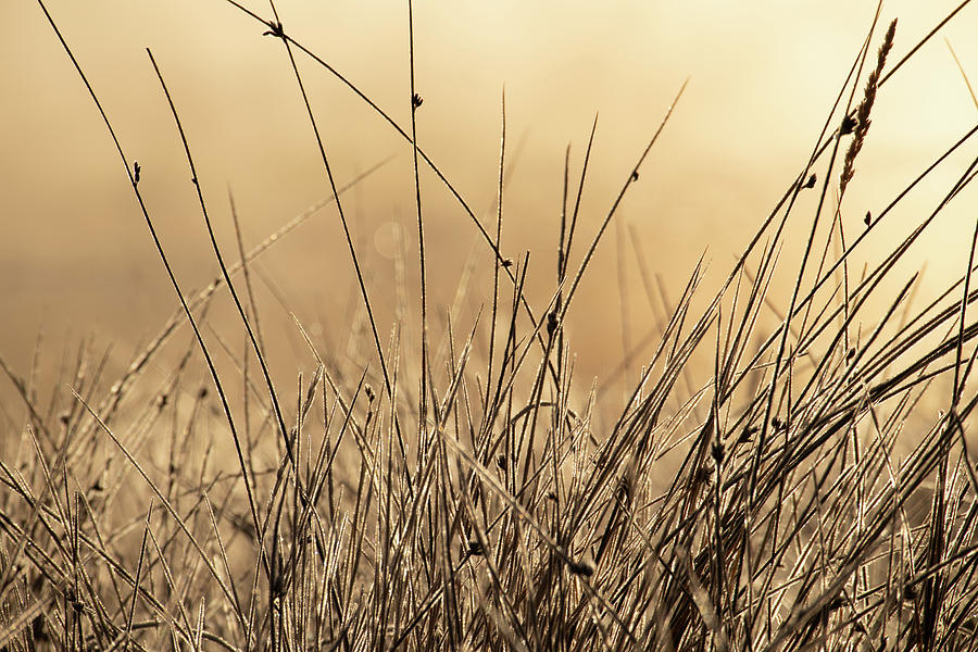 Autumn Grass in Colorado Photograph by Kevin Schwalbe