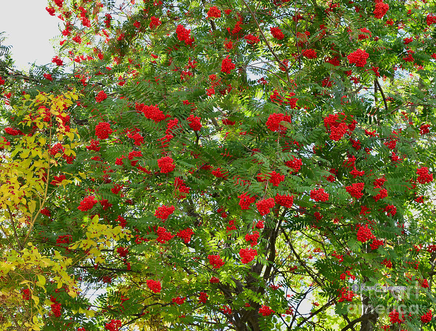 Autumn Green and Red Photograph by Kae Cheatham