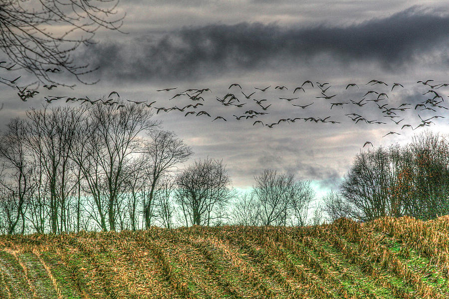 Tree Photograph - Autumn Grey Sky And Geese by Robert Goldwitz