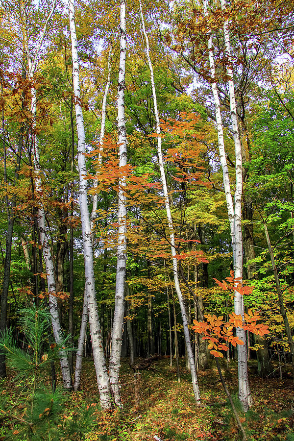 Autumn Grove, Vertical Photograph by Dawn Richards
