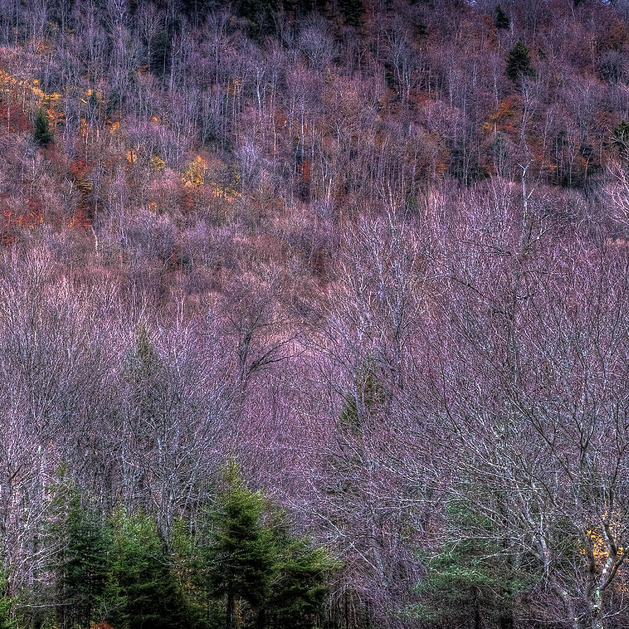 Autumn Hillside Photograph by David Patterson