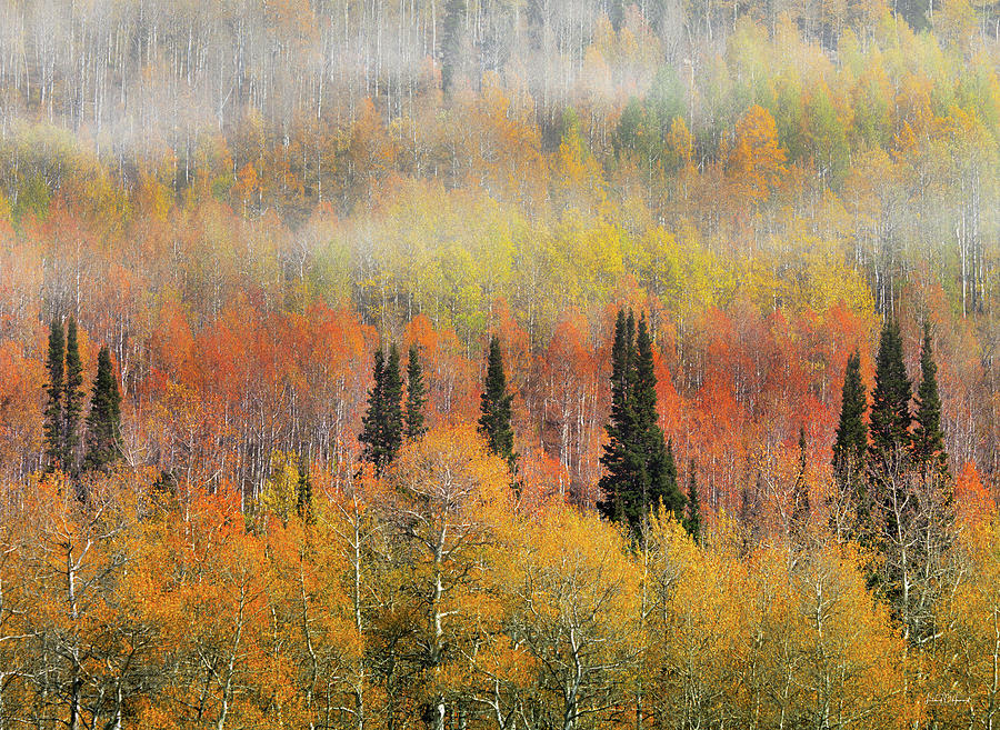 Autumn Hillside Photograph by Leland D Howard