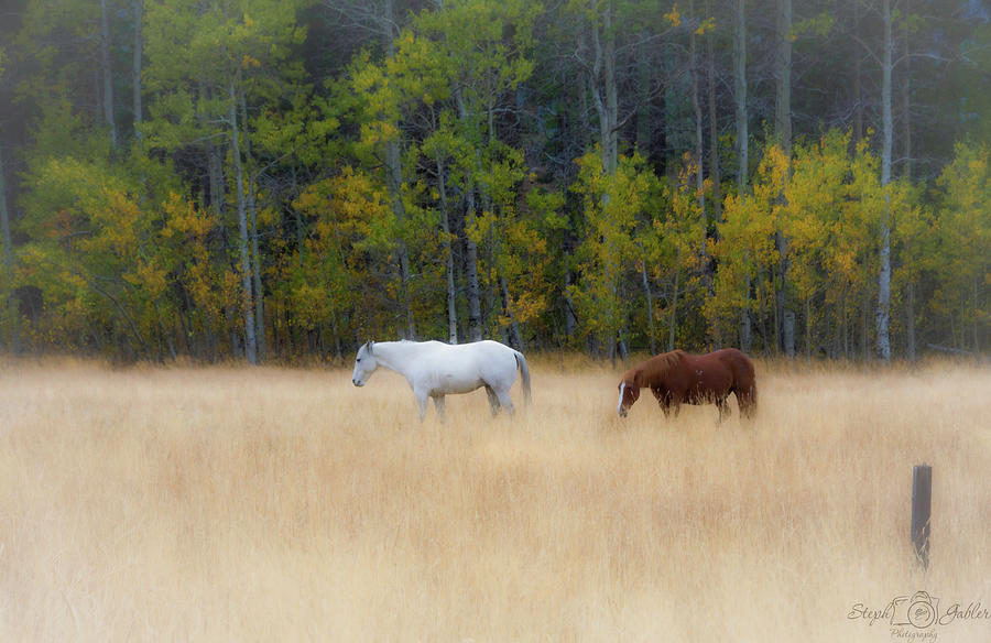 Autumn Horse Meadow Photograph by Steph Gabler
