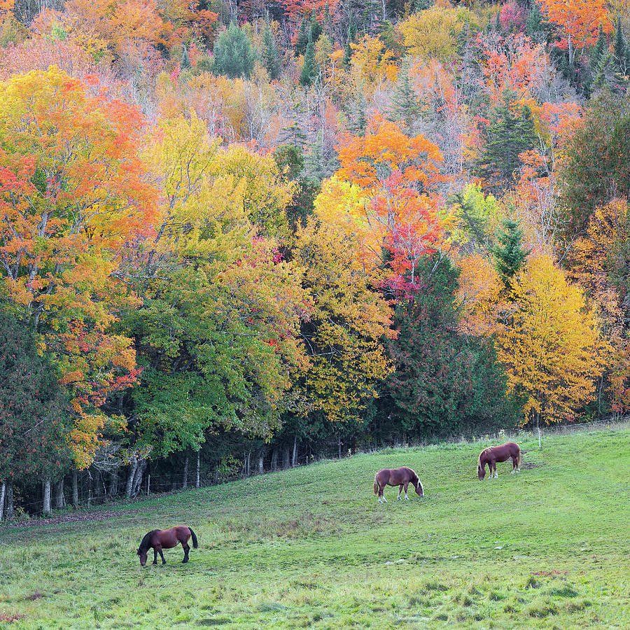 Autumn Horse Pasture Photograph