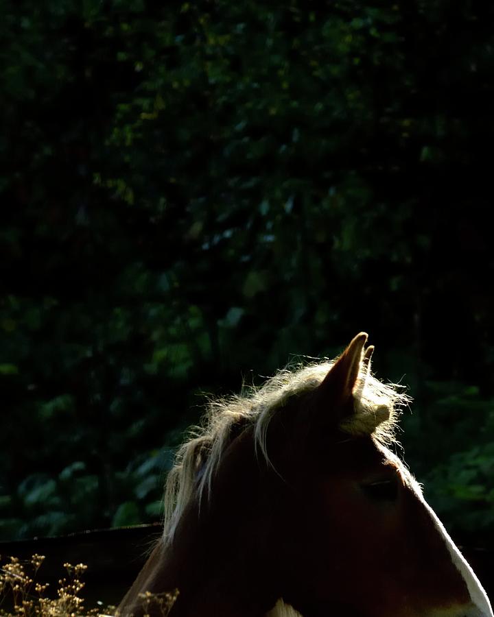 Autumn Horse Silhouette Photograph by Jerry Sodorff