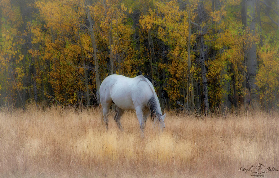 Autumn Horse Photograph by Steph Gabler
