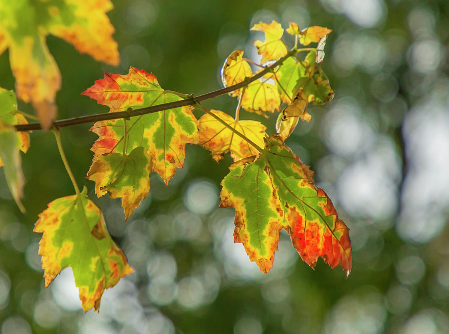 Autumn Illumination by Cate Franklyn Autumn Illumination by Cate Franklyn
