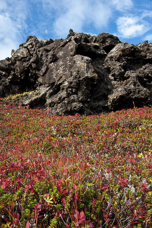 Autumn In A Lava Field In Iceland Photograph by Arnthor Aevarsson