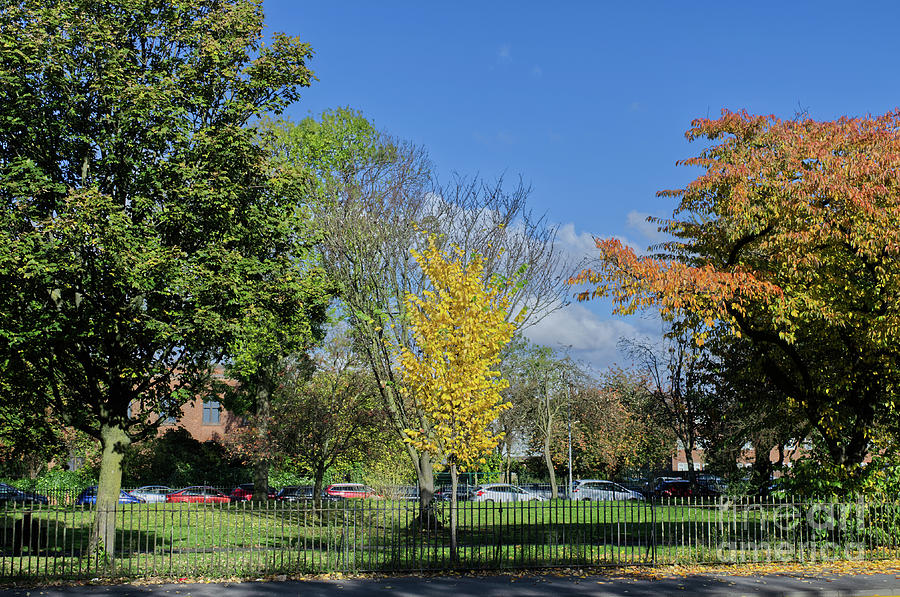 Autumn in Ardwick Green, Manchester UK. Photograph by Pics By Tony