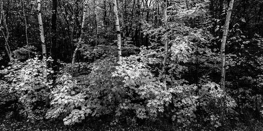 Autumn in Black and White Photograph by Penny Meyers