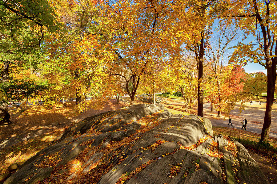 Autumn In Central Park Digital Art by Claudia Uripos