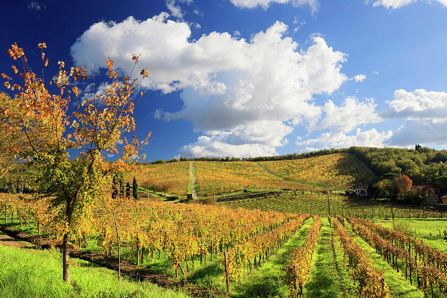 Autumn In Chianti Vineyards, Italy Digital Art by Maurizio Rellini