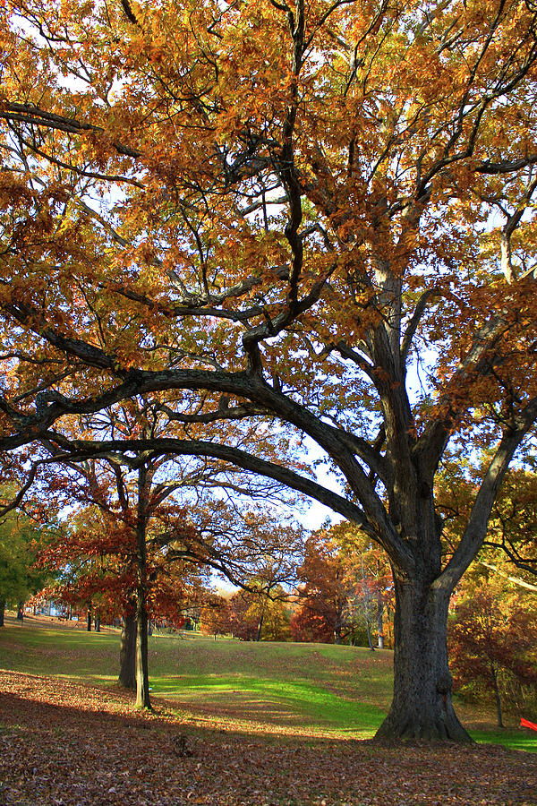 Autumn In Dorothea Dix Park Photograph