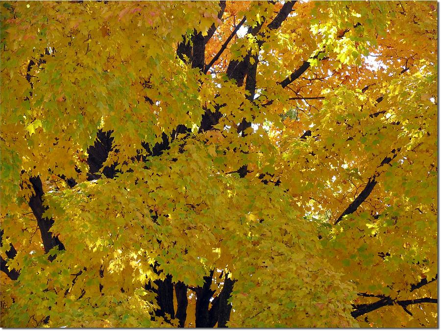 Autumn In Illinois Photograph by J.castro