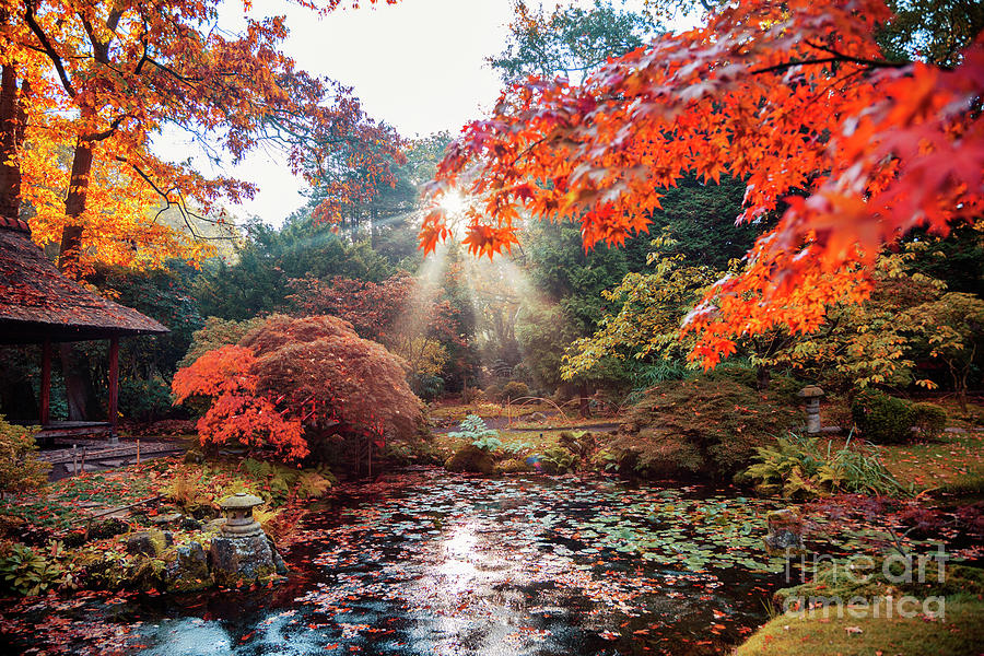 autumn in Japanese park, the Hague Photograph by Ariadna De Raadt