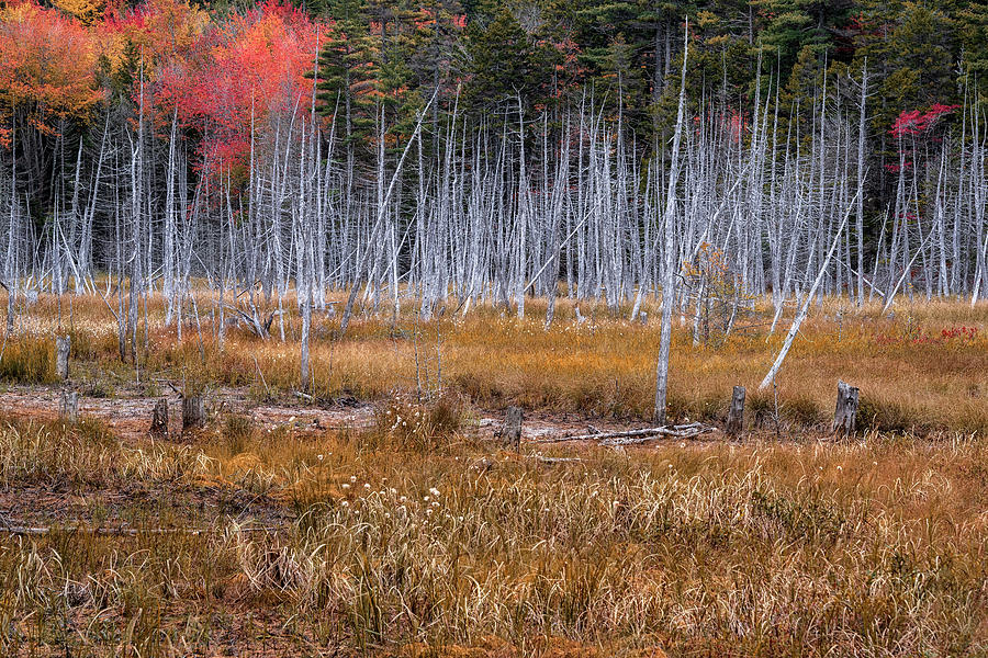 Autumn In Maine 27 Photograph by Robert Fawcett