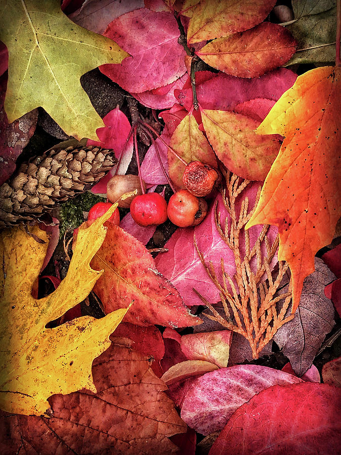 Autumn in Michigan Photograph by Jill Love