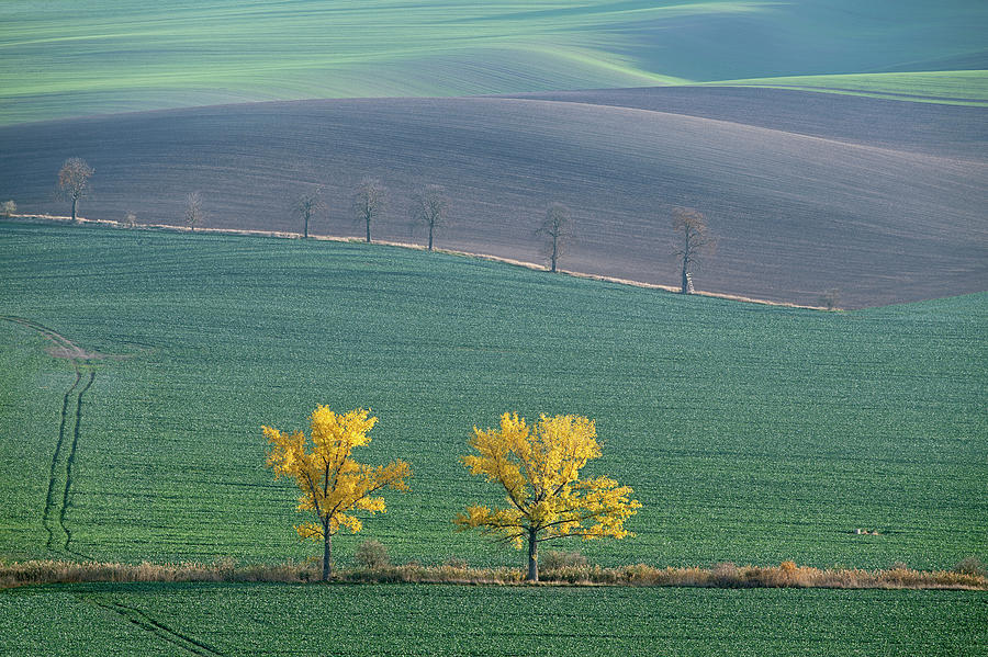 The Chestnut way, Moravia 14 by Dubi Roman The Chestnut way, Moravia 14 by Dubi Roman