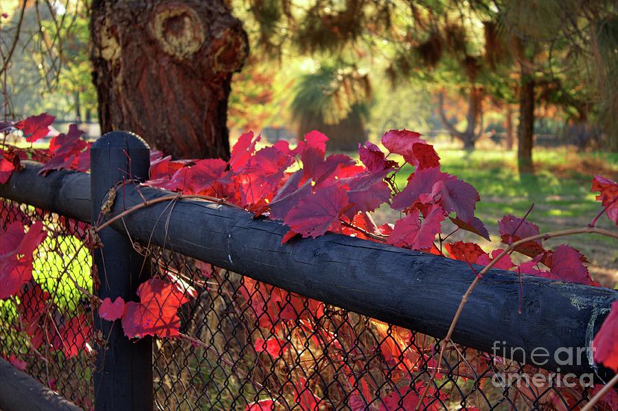 Autumn In Perth Western Australia by Carolyn Parker Autumn In Perth Western Australia by Carolyn Parker