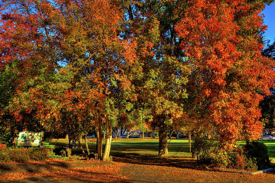 Autumn in Reaney Park Photograph by David Patterson