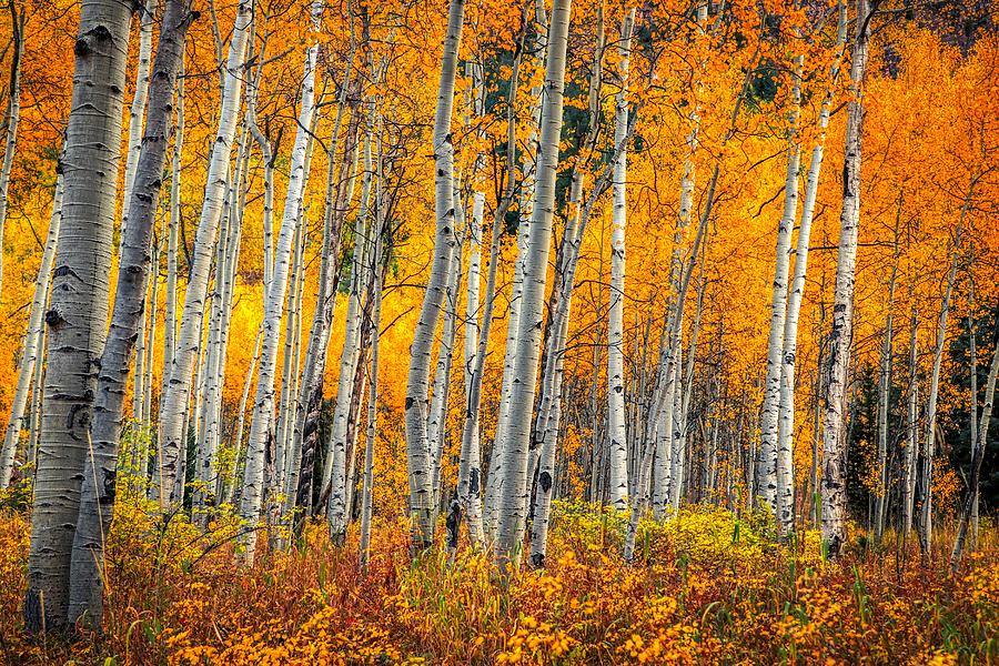 Autumn in the Aspens Photograph by Dana Foreman