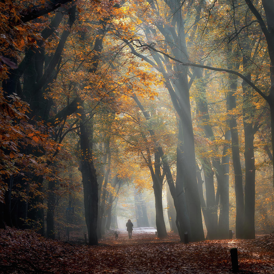 Autumn in the Leuvenum forest Photograph by Jenco Van Zalk